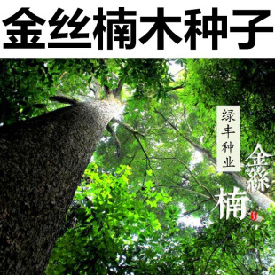 正宗金丝楠木树种子 金丝楠种子 桢楠木种子 名贵树种 四川楠木籽