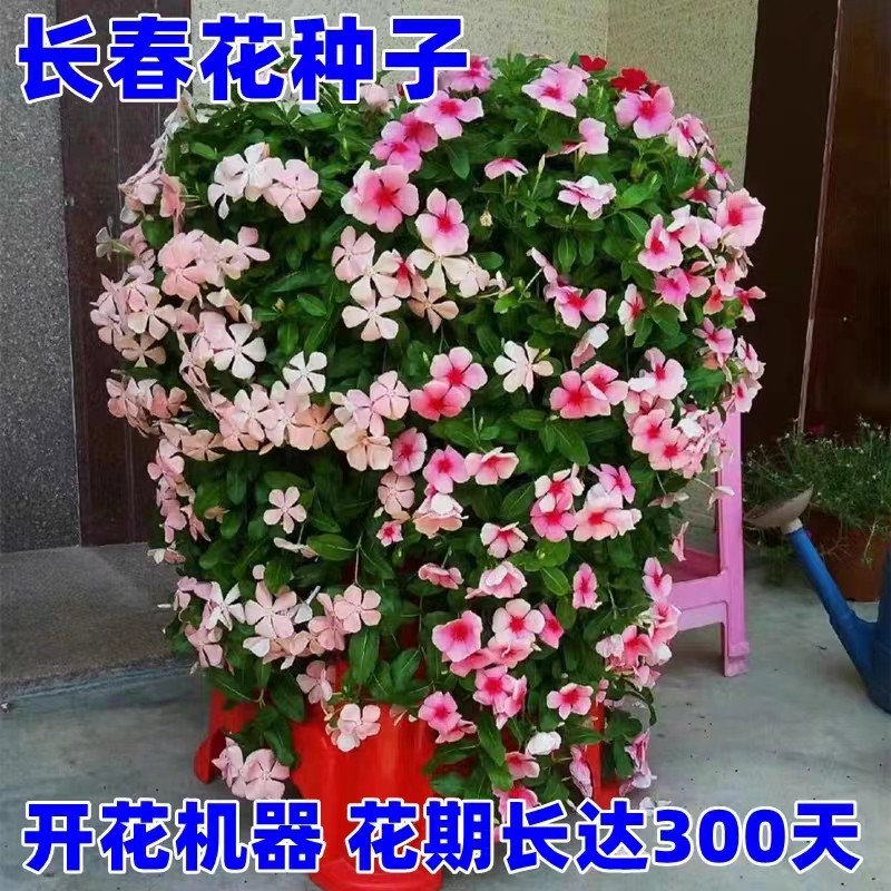 长春花花种籽子五叶梅四季梅天天开花日日春易活阳台盆栽庭院花籽,鲜花速递/花卉仿真/绿植园艺,家庭园艺种子,淘宝优惠券,粉丝福利购,淘宝优惠卷