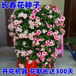 长春花花种籽子五叶梅四季梅天天开花日日春易活阳台盆栽庭院花籽