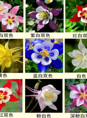 散装小花多年生宿根耧斗菜