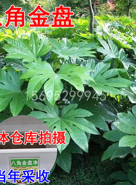 八角金盘种子籽耐阴林木八手金刚纂手树常绿庭院园林绿化花园种植