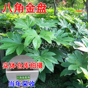 八角金盘种子籽耐阴林木八手金刚纂手树常绿庭院园林绿化花园种植