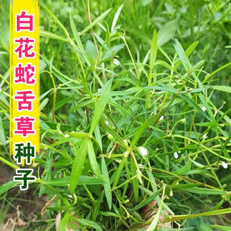 春百花白花蛇舌草种子药材种籽
