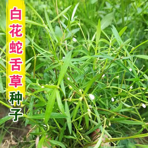 春百花白花蛇舌草种子药材种籽