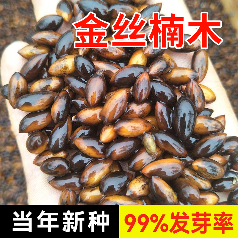 正宗金丝楠木树苗种子四川小叶楠细叶金丝楠桢楠2024年新采种子籽