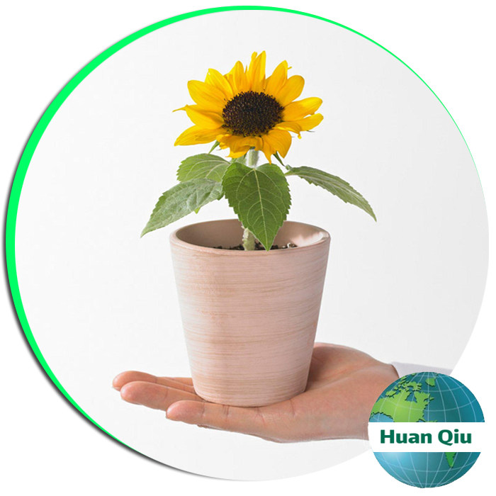 矮向日葵种子套餐四季易种食用向日葵室内阳台盆栽花卉植物包邮