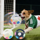 外贸球形玩具狗狗提手发声足球磨牙耐咬大型小型犬自嗨解闷橡胶球