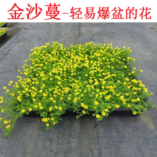 地被开花植物耐寒耐热春夏金沙蔓
