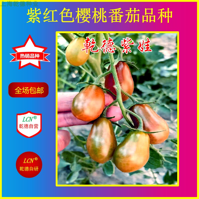 口感好圣女果种子乾德采摘