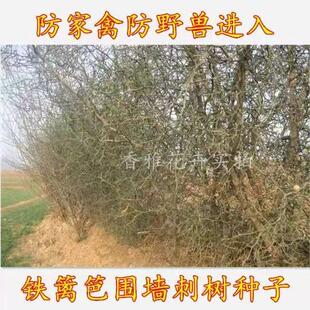 围墙种子铁篱笆种子刺树种子 荆棘种子 带刺树种子 带刺树 鸟不站