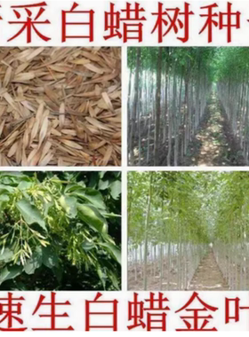 白蜡种子 对节金叶白蜡种籽 小叶大叶树籽速生白蜡种子白蜡树种子