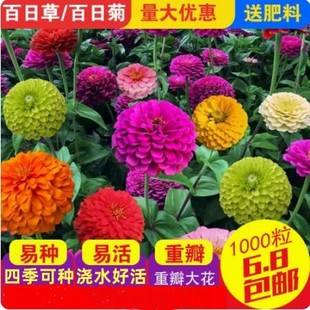 百日草种子春播开花易种波斯菊花苗矮杆盆栽道路庭院室外阳台