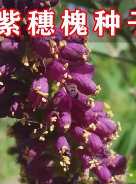紫穗槐树种子 优质血蜜源植物 护坡活钢筋树苗种籽子