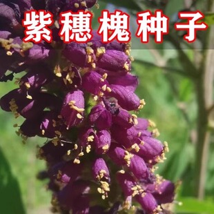 紫穗槐树种子 优质血蜜源植物 护坡活钢筋树苗种籽子