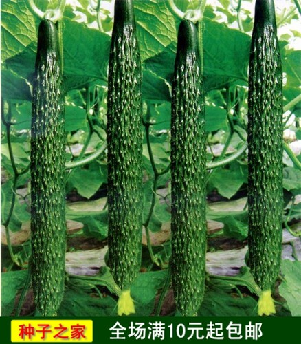 胡瓜质量怎么样 胡瓜口碑怎么样 小麦优选