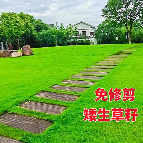 草坪草籽四季常青护坡狗牙根百慕大矮生庭院地毯草绿化黑麦草种子
