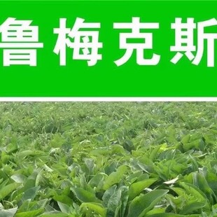 鲁梅克斯种子高产耐寒牧草种子优质草籽牛羊猪鸡鸭鹅鱼食用草