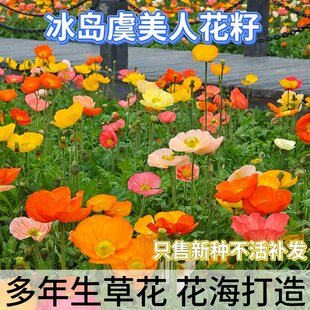 冰岛虞美人花种子四季播种开花易活懒人花卉种孑室外庭院花种籽子