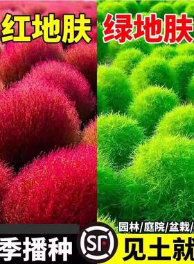 红色地肤种子扫帚草种子 绿草草坪种子花卉种子 庭院观赏地肤种籽
