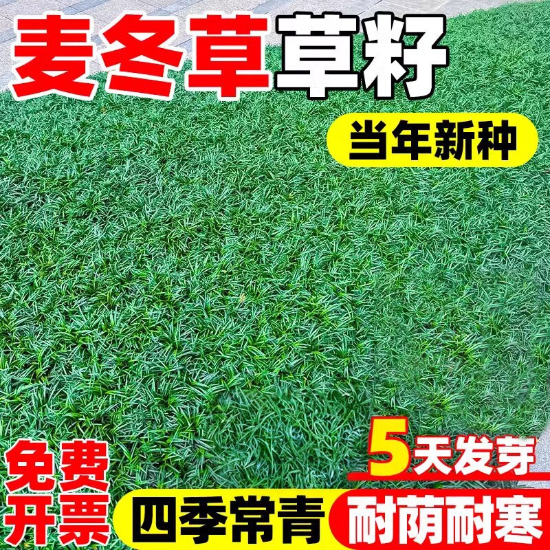 巨丰矮麦冬草籽四季常青耐寒图片