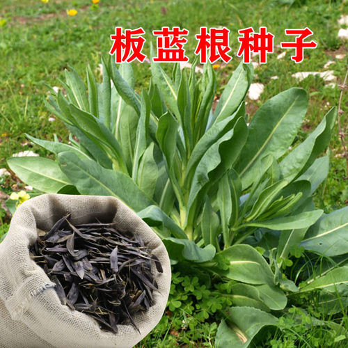 板蓝根种子苗中药材植物大青叶