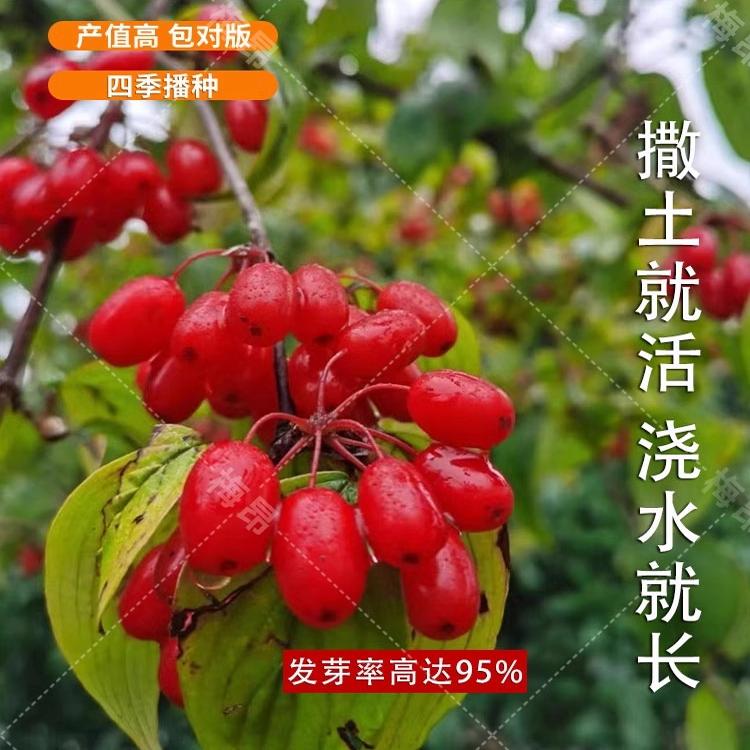 山茱萸种子 中药材种子山萸肉山芋肉山于肉 红衣仙子种子籽孑包邮