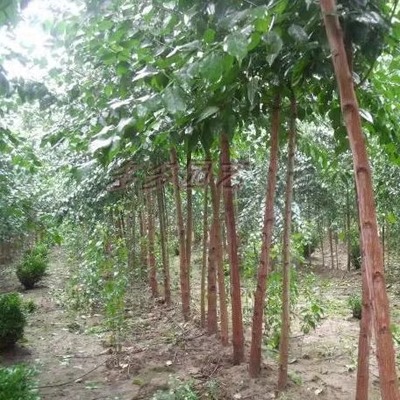 散装印度辣木籽辣木种可食用可种植全新种子出芽率好家庭园艺