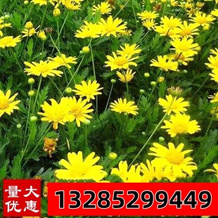 茼蒿菊花种子多年生木春菊花籽宿根花卉阳台庭院室外复瓣玛格丽特