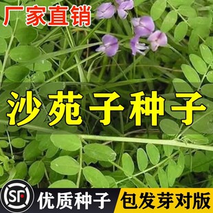 沙苑子新货药材种子中药材四季种沙苑籽种子茶潼蒺藜夏黄草沙宛子