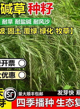 披碱草种子耐寒耐旱耐盐碱地护坡