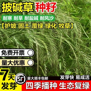 披碱草种子耐寒耐旱耐盐碱地护坡固土绿化抗寒抗风沙四季牧草草籽