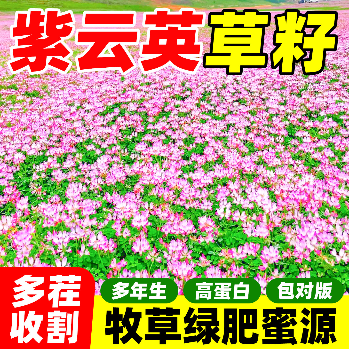 紫云英种子红花草绿肥种子蜜源养蜂植物食用芽菜果树草秋季花海图片
