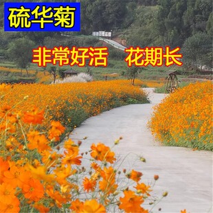 花海硫华菊种子 黄秋英 黄花波斯菊种子 硫黄菊硫磺菊黄芙蓉包邮