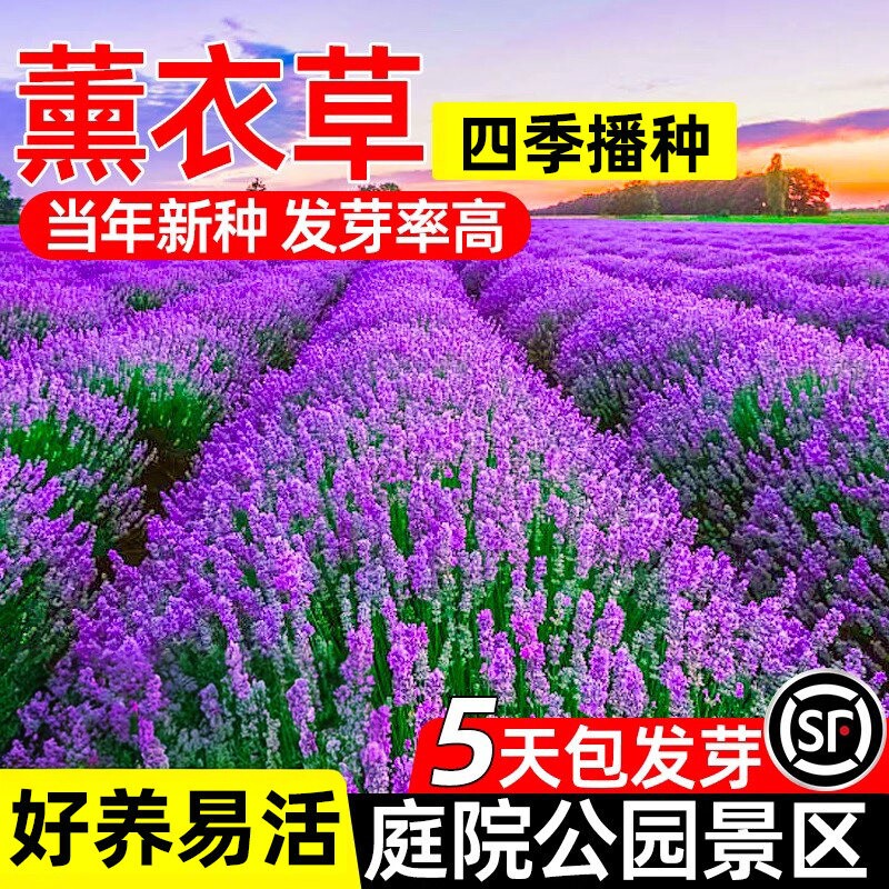 薰衣草花籽普罗旺斯薰衣草种子盆栽易活室内外驱蚊草种籽