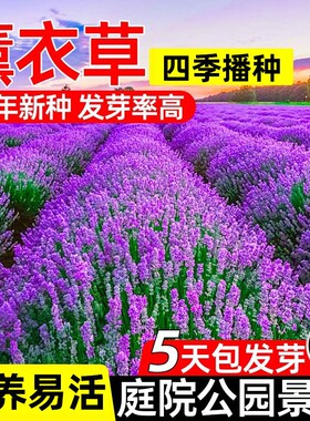 薰衣草花籽普罗旺斯薰衣草种子盆栽易活室内外驱蚊草种籽