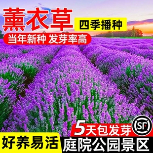 薰衣草花籽普罗旺斯薰衣草种子盆栽易活室内外驱蚊草种籽