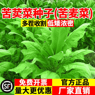 苦荬菜种子大叶牧草种子苦麦菜多年生鹅菜种子四季猪鸡鸭鹅鱼种籽