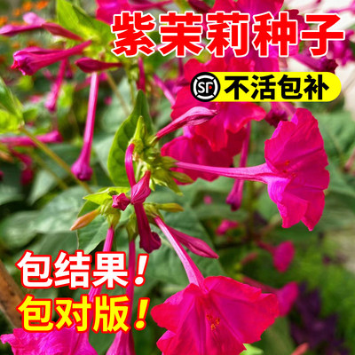 紫茉莉开花庭院种籽子