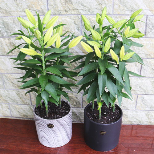 百合苗质量怎么样 百合苗口碑怎么样 小麦优选