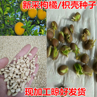 新采枸橘种子枳壳种子枸桔红橘橘子柑橘香橙脐橙籽嫁接砧木树种子