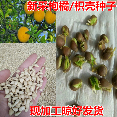 新采枸橘种子枳壳种子枸桔红橘橘子柑橘香橙脐橙籽嫁接砧木树种子