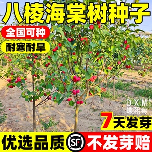 八棱海棠树种子净籽嫁接苹果树果树种子砧木种子西府垂丝海棠北美