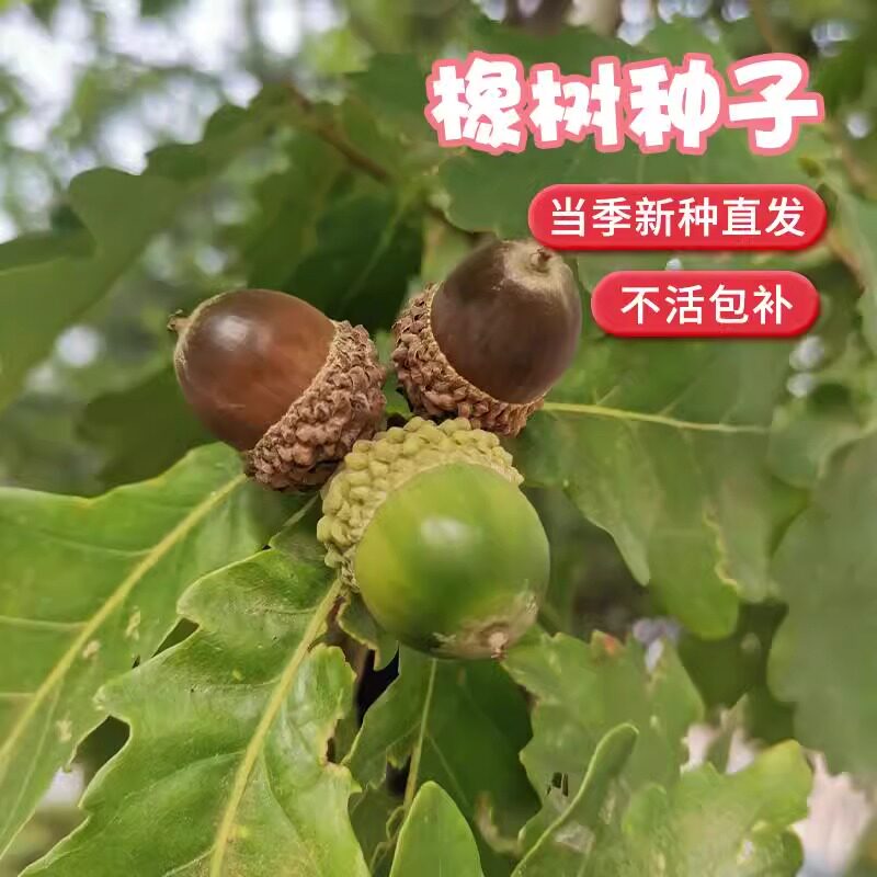 优质林木种子 橡树种子 新采苗木种子 栎树种子 栗茧 蒙古栎