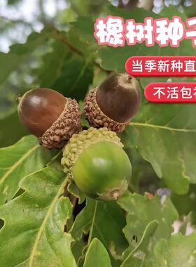 优质林木种子橡树种子