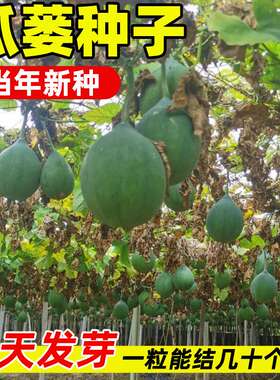 干净无杂瓜蒌种子四季播种