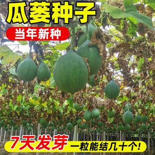 瓜蒌种子籽苗中药材种子食用干净无杂吊瓜栝楼四季播种瓜蒌皮