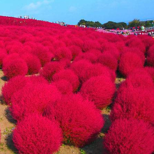 宽叶红地肤种子绿地肤花种子阳台庭院扫帚苗孔雀松景观花海草