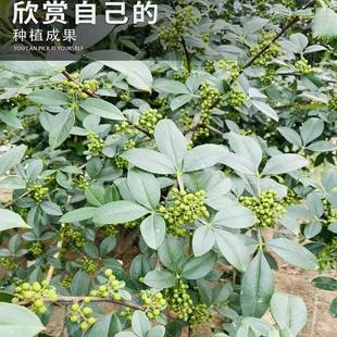 四川花椒树种子 正宗大红袍花椒种子 韩城 九叶青花椒 无刺花椒籽