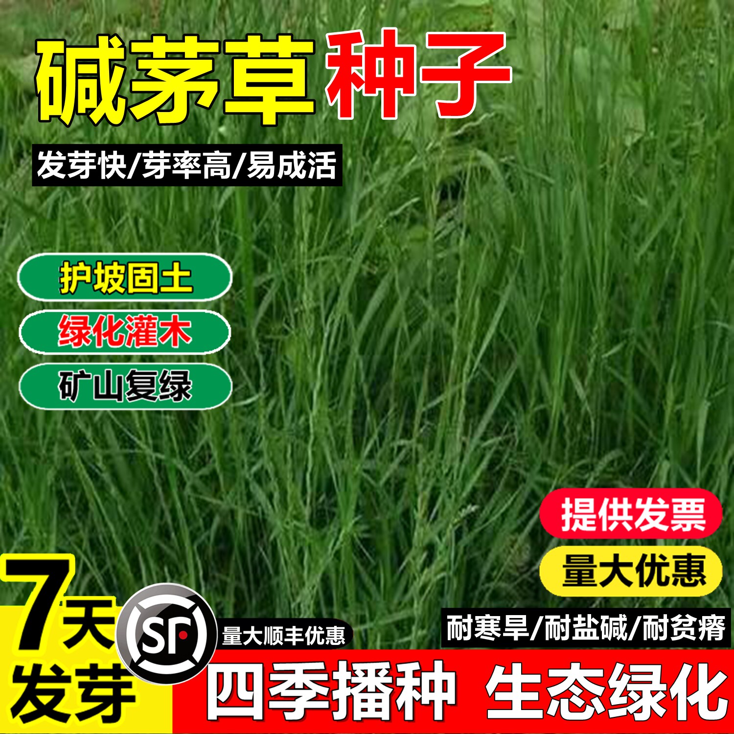 碱茅草种子星星草种籽家畜喜食多年生牧草耐旱耐盐碱草地绿化种子