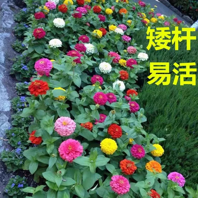 矮杆重瓣百日草花种籽子播种开花波斯菊节节高太阳花卉种孑图片